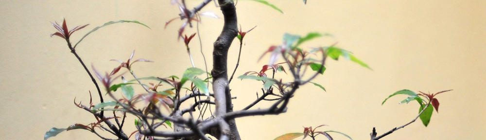 Belajar Software Game